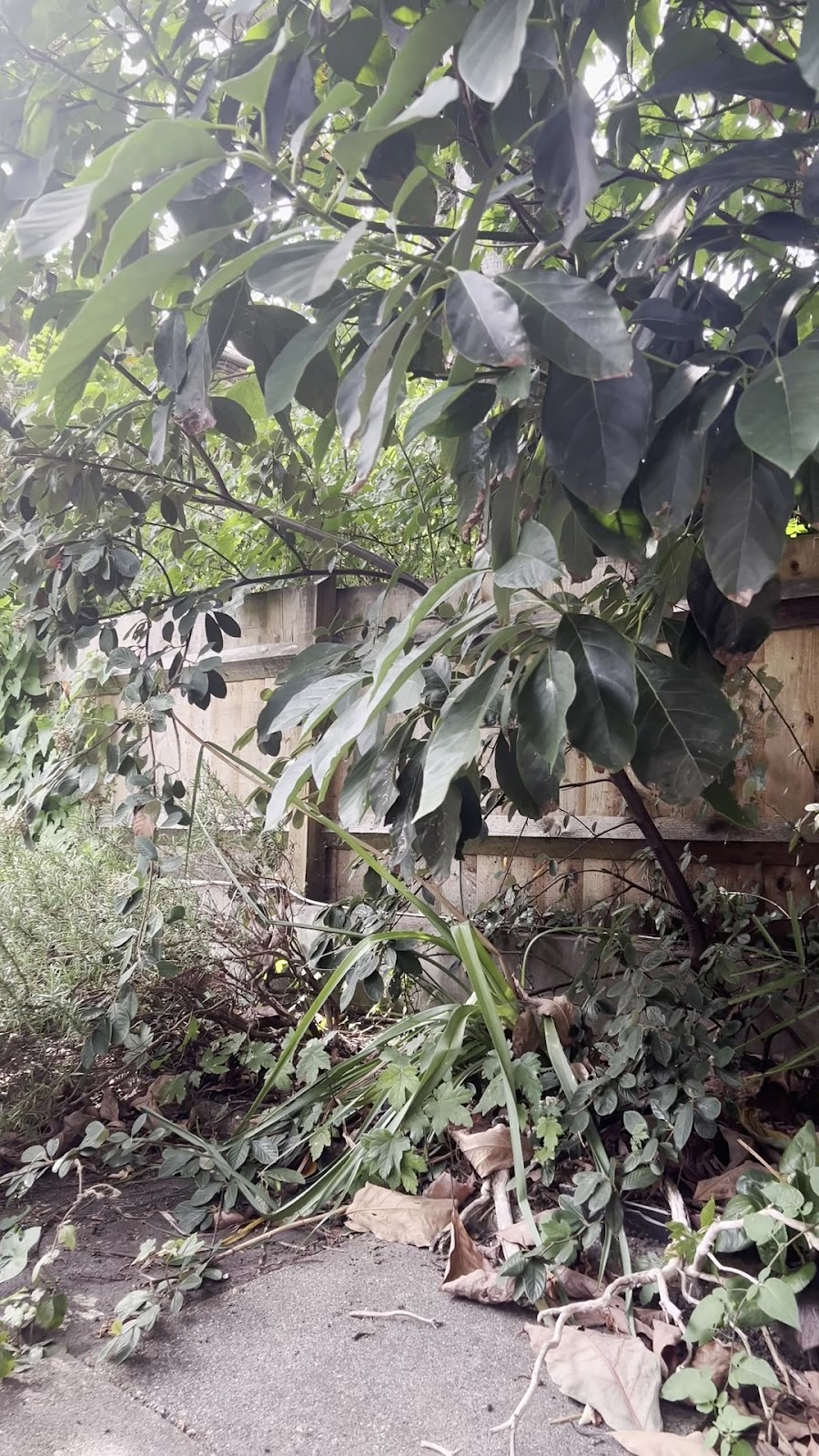 Bring Your Garden To Life in Crouch End London